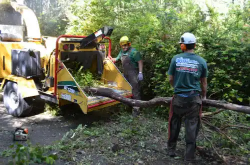 tree services Salamatof